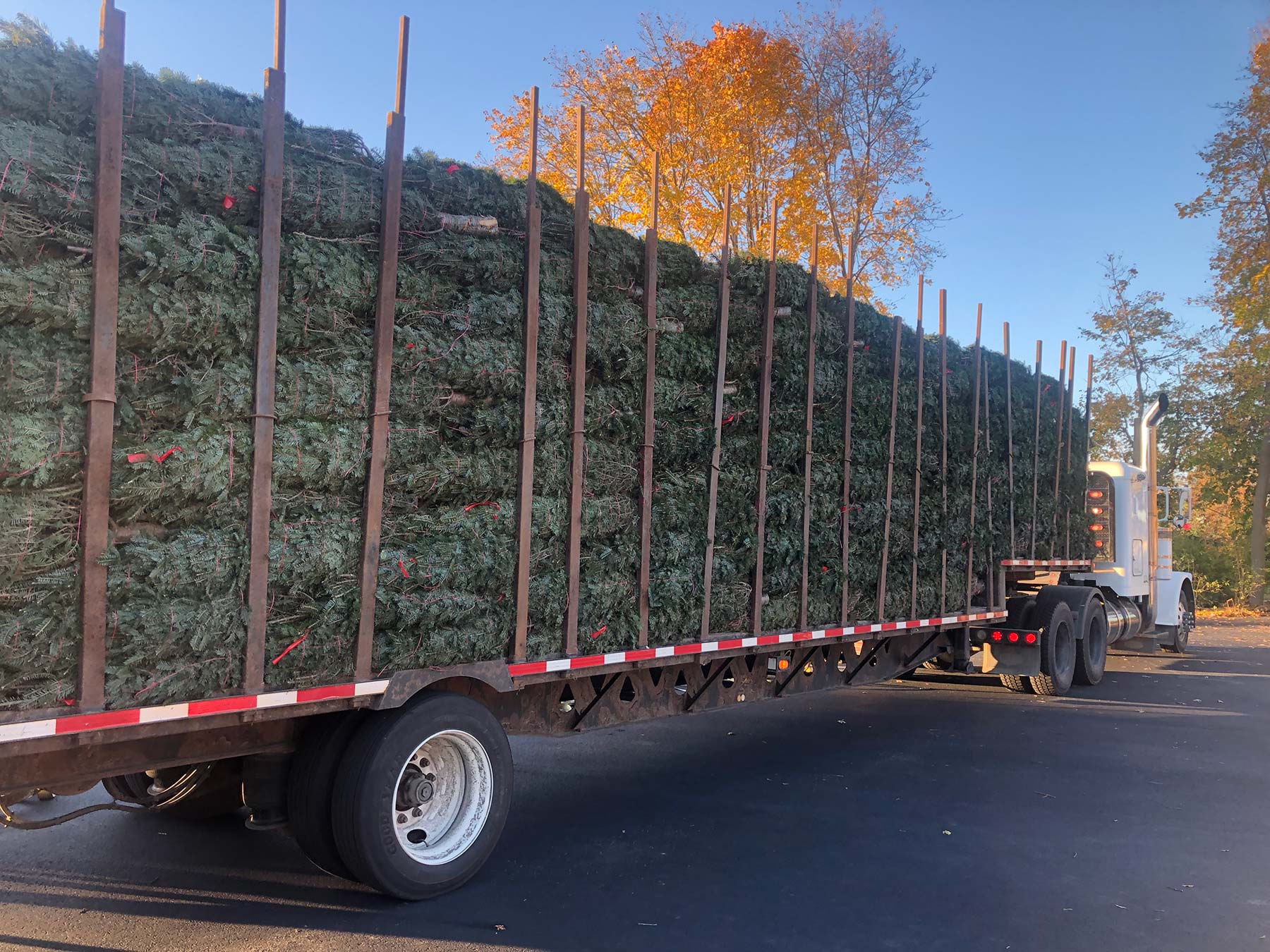 Wholesale Christmas Trees