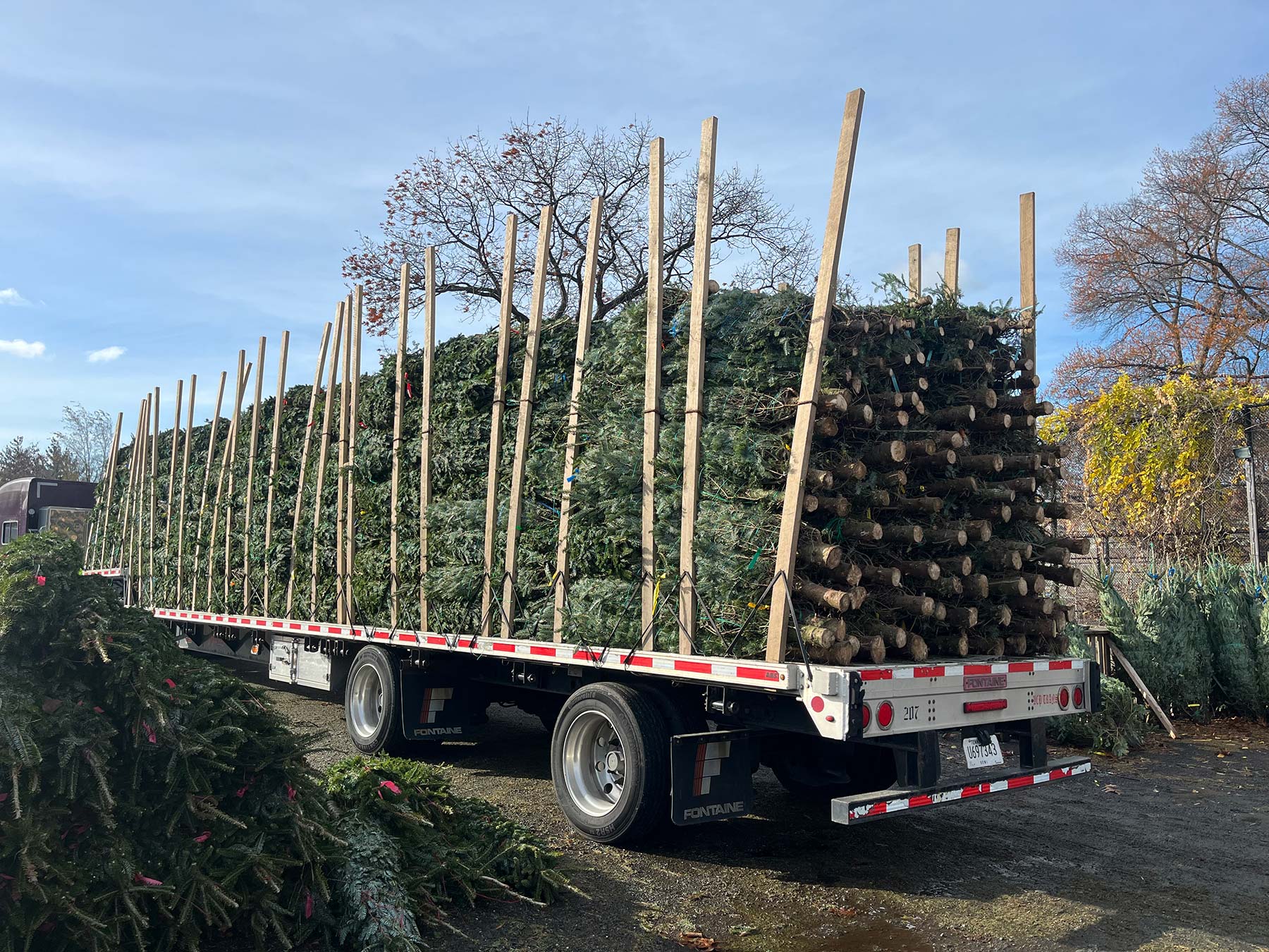 Wholesale Trees