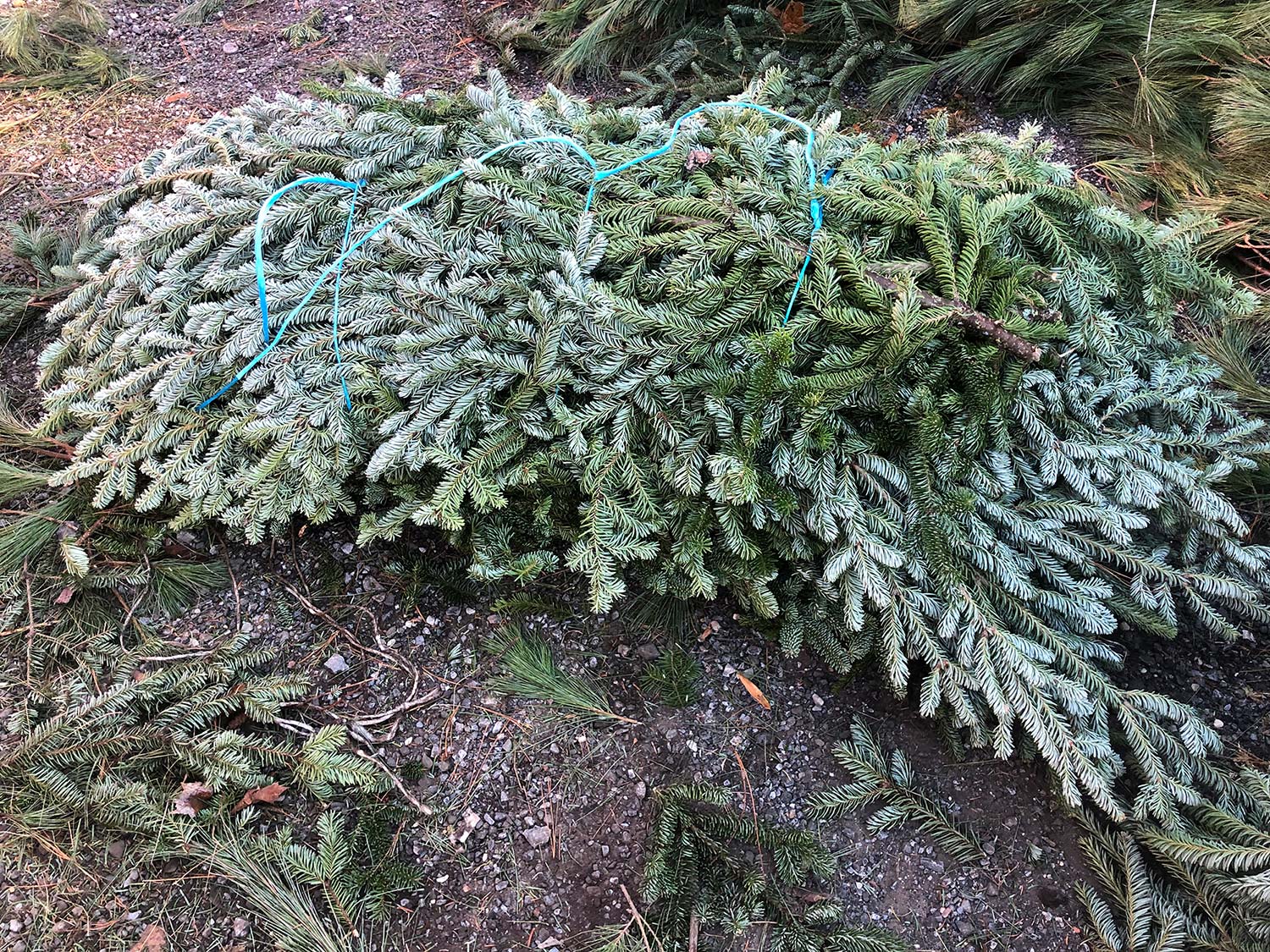 Fraser Fir
