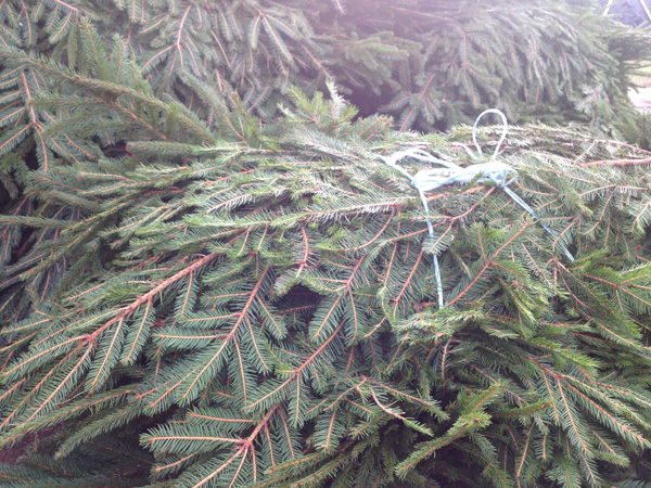 Spruce Fir
