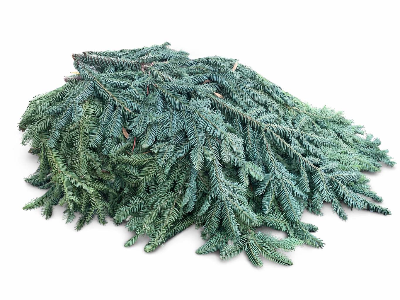 Noble Fir