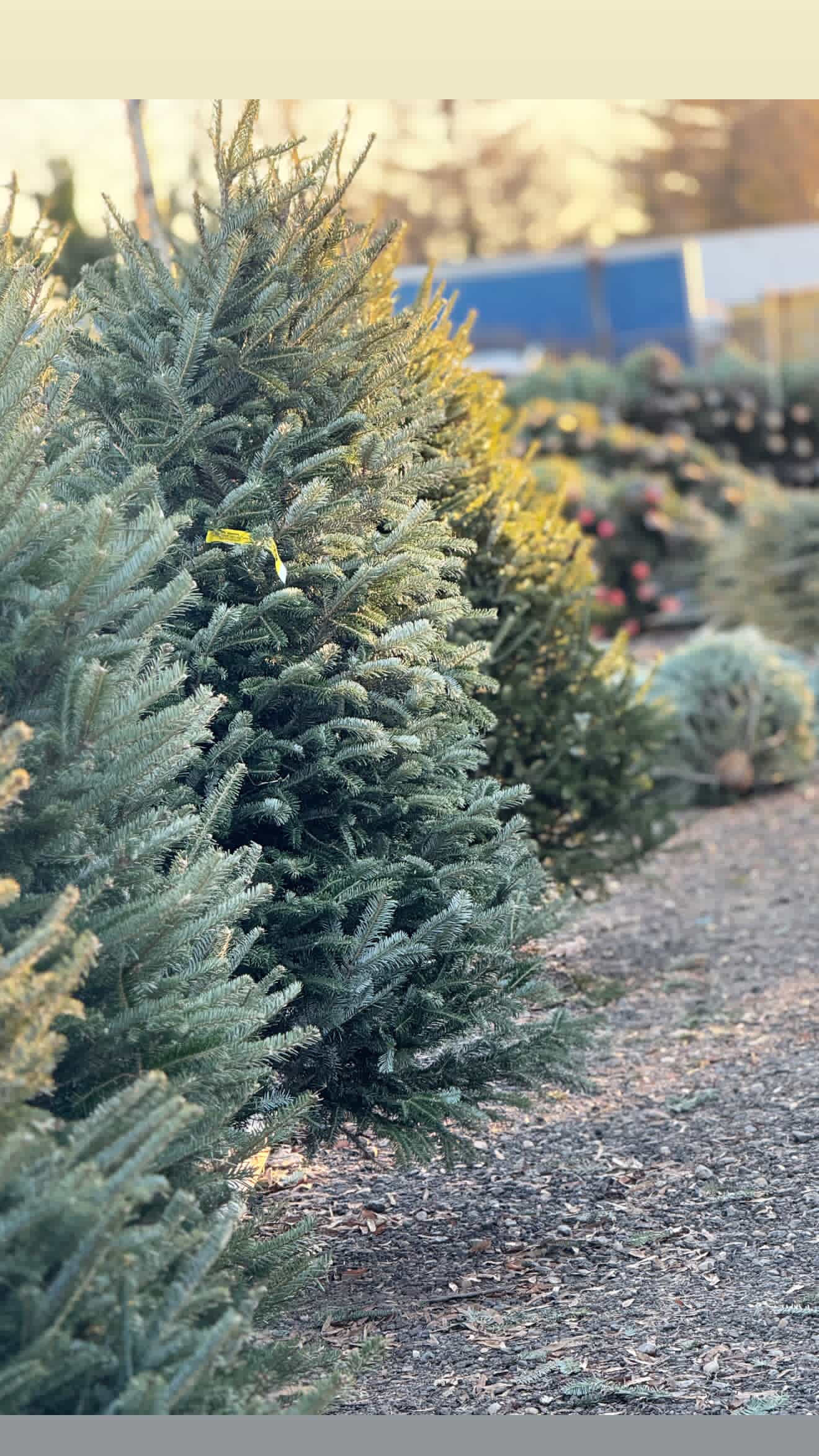 Fraser Fir