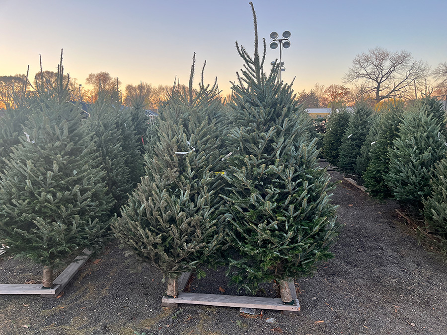 Christmas tree display