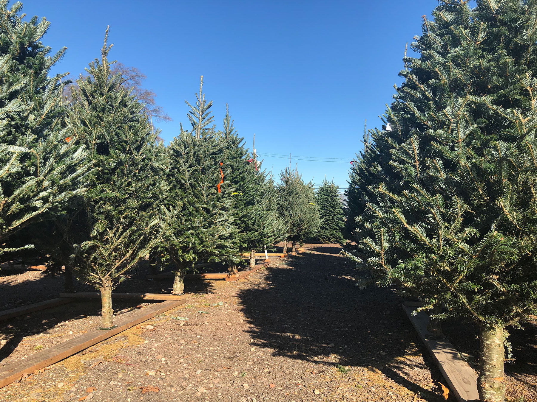 Retail Christmas tree lot