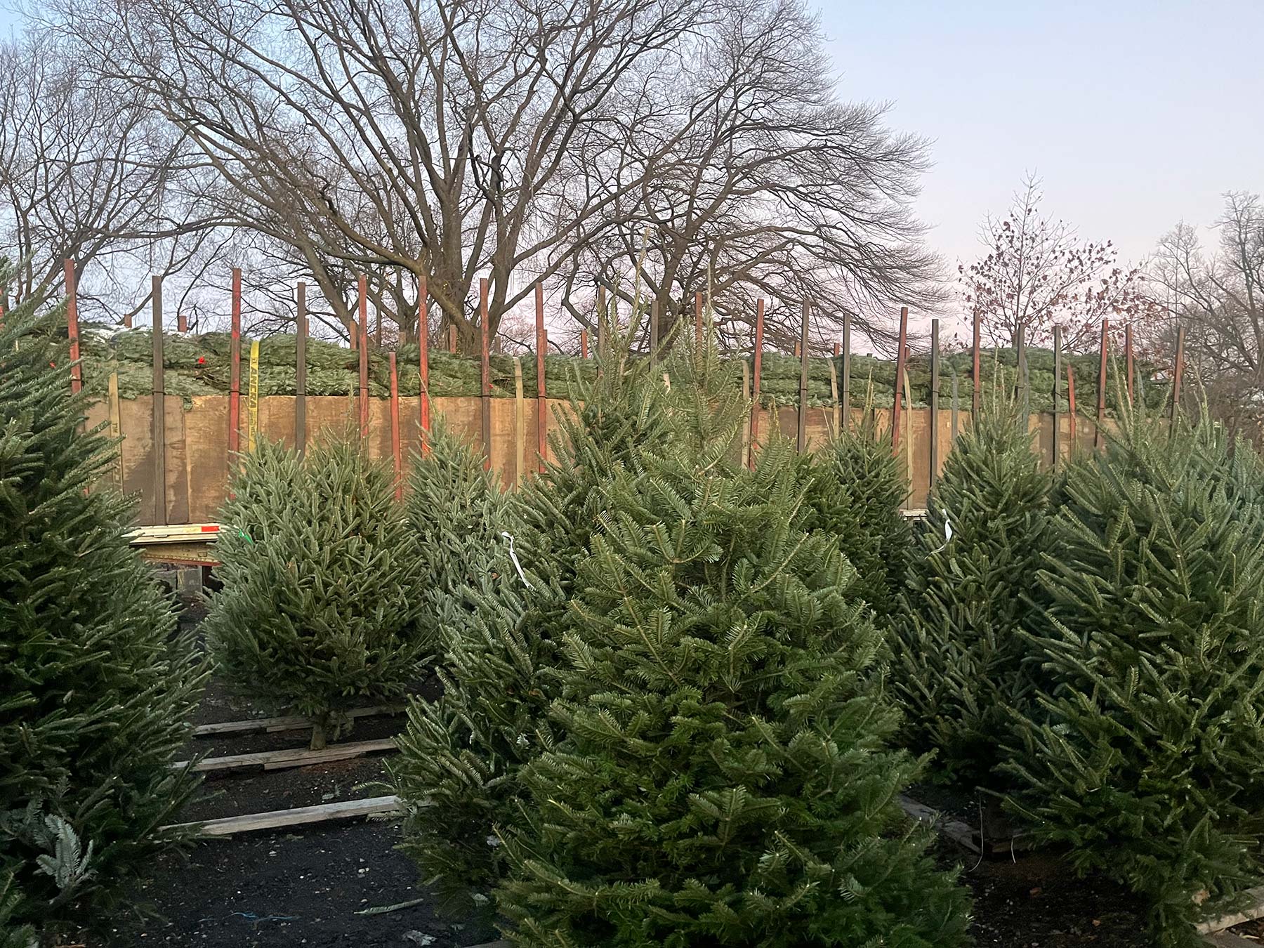 Christmas tree shopping experience