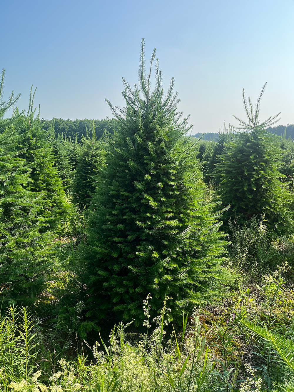 Balsam Fir