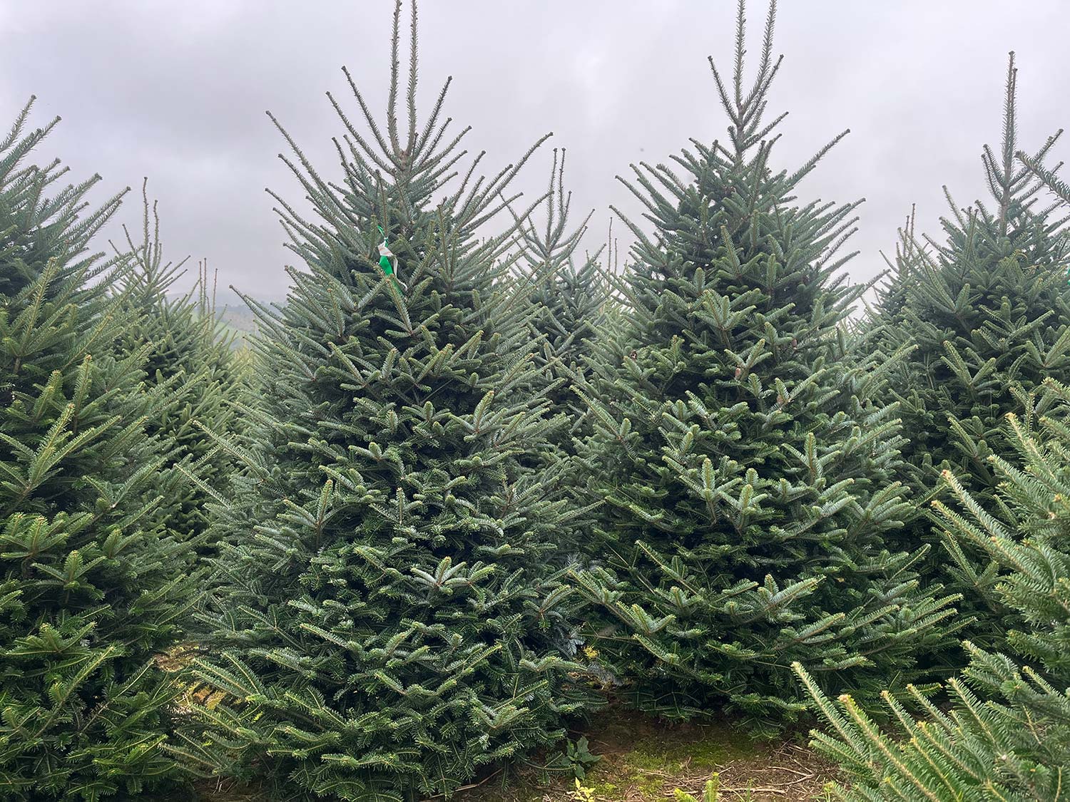 Fraser Fir