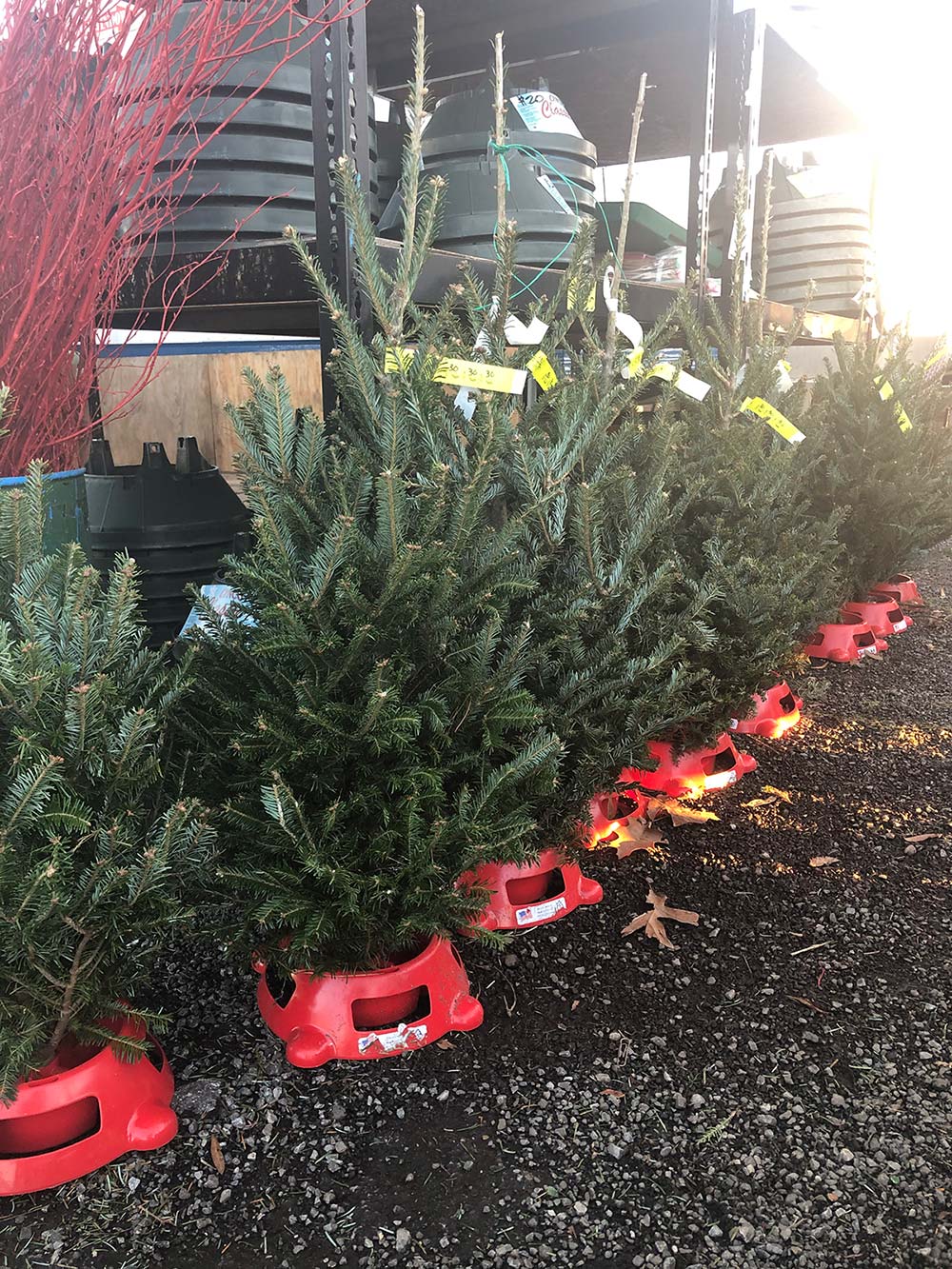 Fraser Fir Table Tops