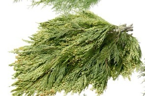 Incense Cedar