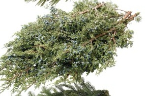 Juniper
